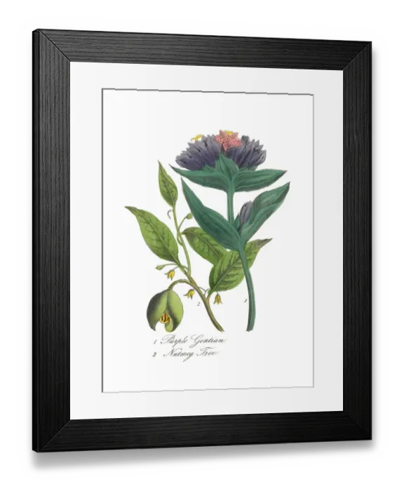 Framed Print : Nutmeg Tree and Purple Gentian Victorian Botanical Illustration Framed Print : Nutmeg Tree and Purple Gentian Victorian Botanical Illustration