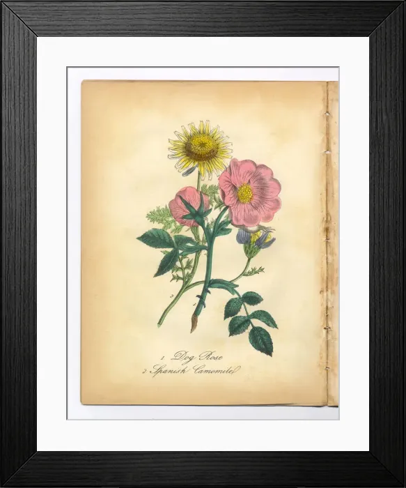 Framed Print : Dog Rose and Spanish Camomile Victorian Botanical Illustration Framed Print : Dog Rose and Spanish Camomile Victorian Botanical Illustration