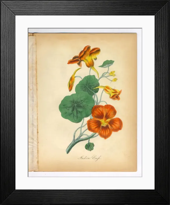 Framed Print : Indian Cress Victorian Botanical Illustration Framed Print : Indian Cress Victorian Botanical Illustration