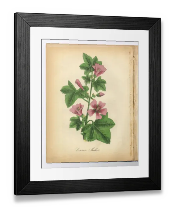 Framed Print : Mallow Victorian Botanical Illustration
