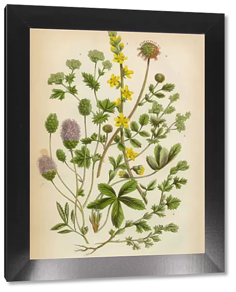 Agrimony, Ladyas Mantle and Burnet, Victorian Botanical Illustration