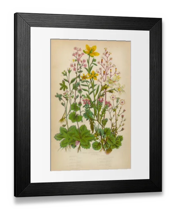 Framed Print : Saxifrage, Saxifraga, Rockfoil and Succulent Victorian Botanical Illustration Framed Print : Saxifrage, Saxifraga, Rockfoil and Succulent Victorian Botanical Illustration