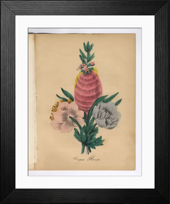 Framed Print : Pasque Flower Victorian Botanical Illustration Framed Print : Pasque Flower Victorian Botanical Illustration