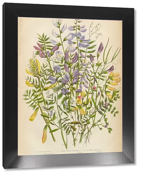 Victorian Botanical Illustration of Spring Vetch, Vicia, and Wood Bitter