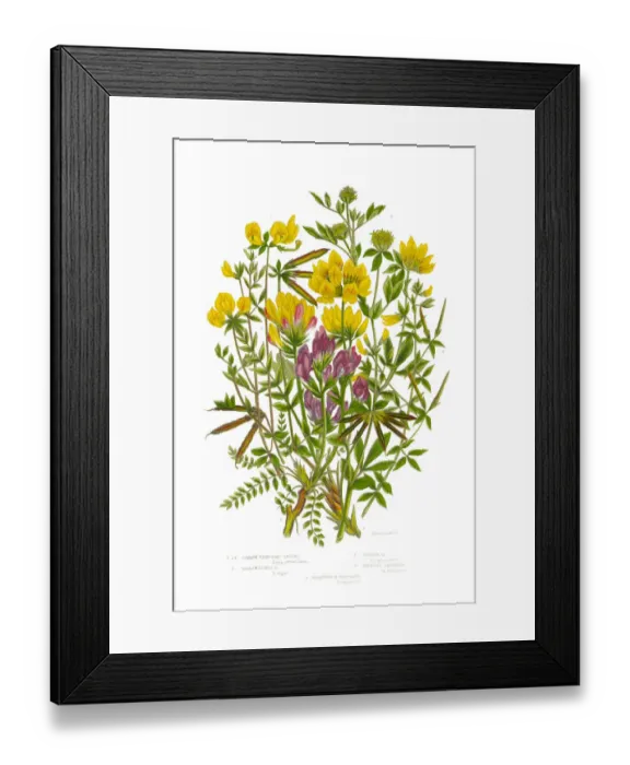 Framed Print : Trefoil and Oxytropis, Legume, Victorian Botanical Illustration, Circa 1846 Framed Print : Trefoil and Oxytropis, Legume, Victorian Botanical Illustration, Circa 1846