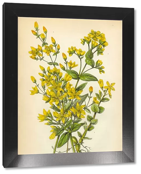 Botanical Illustration of St. Johns Wort Victorian