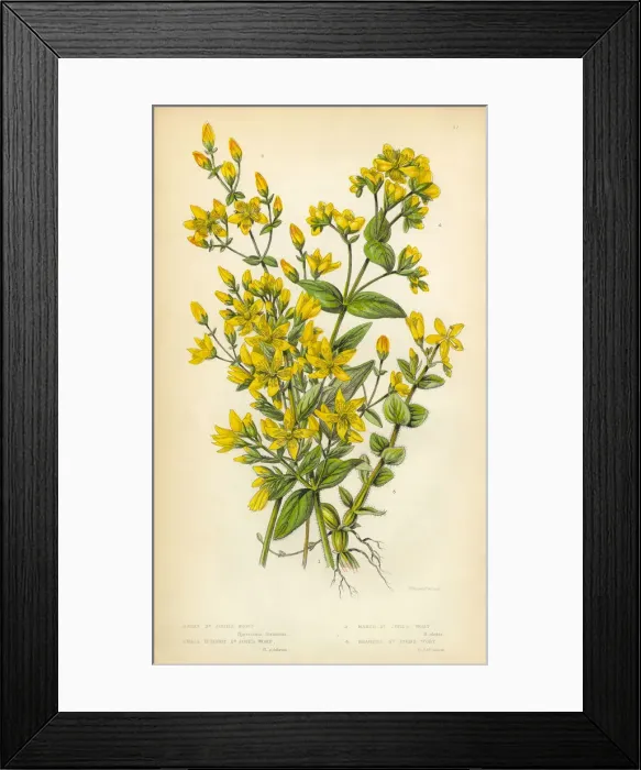 Framed Print : Botanical Illustration of St. Johns Wort Victorian Framed Print : Botanical Illustration of St. Johns Wort Victorian