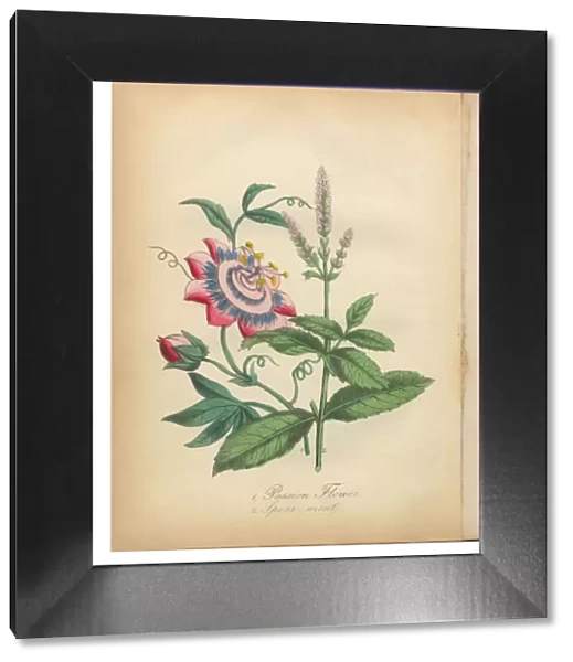 Passion Flower and Spearmint Victorian Botanical Illustration