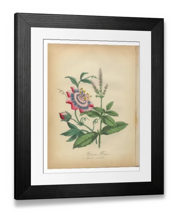 Framed Print : Passion Flower and Spearmint Victorian Botanical Illustration Framed Print : Passion Flower and Spearmint Victorian Botanical Illustration