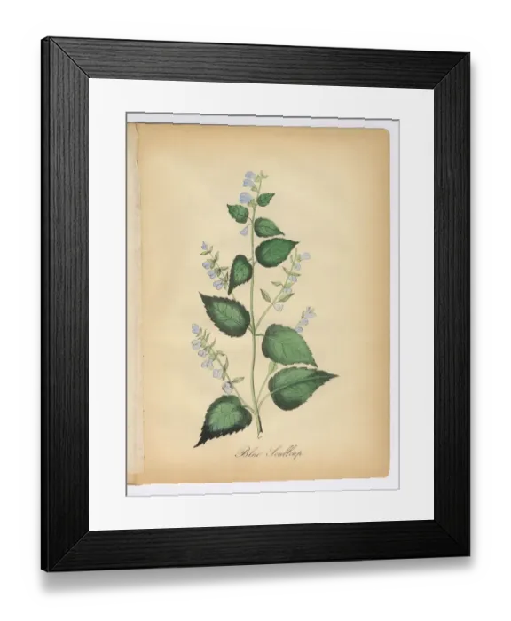Framed Print : Blue Scullcap Victorian Botanical Illustration Framed Print : Blue Scullcap Victorian Botanical Illustration