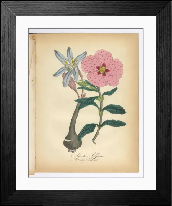 Framed Print : Meadow Saffron and Cretan Cislus Victorian Botanical Illustration Framed Print : Meadow Saffron and Cretan Cislus Victorian Botanical Illustration