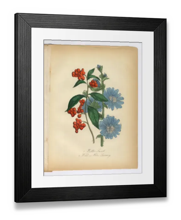 Framed Print : Bitter Sweet and Succory, Wild Chicory, Victorian Botanical Illustration Framed Print : Bitter Sweet and Succory, Wild Chicory, Victorian Botanical Illustration