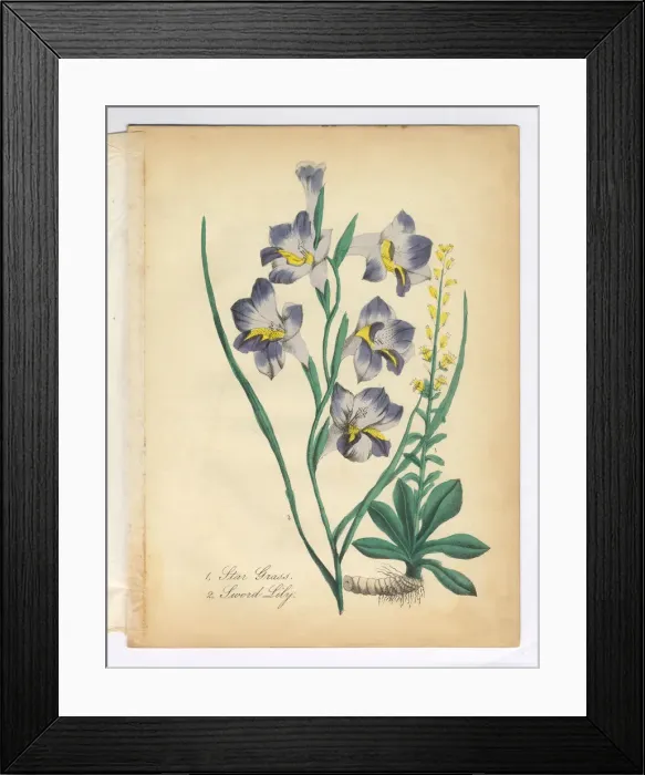 Framed Print : Star Grass and Sword Lily Victorian Botanical Illustration Framed Print : Star Grass and Sword Lily Victorian Botanical Illustration