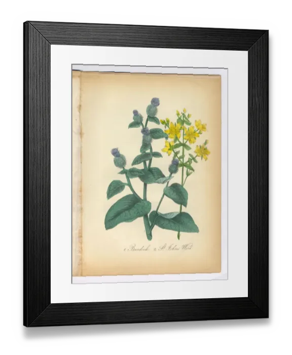 Framed Print : Burdock and St. Johns Wort Victorian Botanical Illustration Framed Print : Burdock and St. Johns Wort Victorian Botanical Illustration