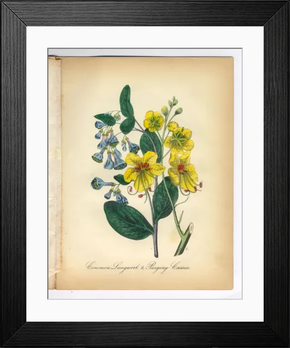 Framed Print : Lungwort and Cassia Victorian Botanical Illustration Framed Print : Lungwort and Cassia Victorian Botanical Illustration