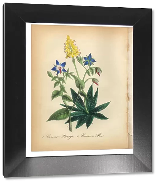 Borage and Common Aloe Victorian Botanical Illustration