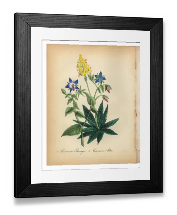 Framed Print : Borage and Common Aloe Victorian Botanical Illustration Framed Print : Borage and Common Aloe Victorian Botanical Illustration