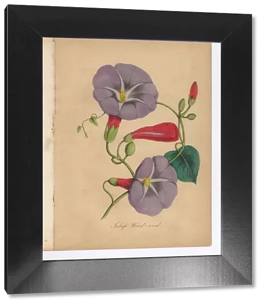 Bind Weed or Morning Glory Victorian Botanical Illustration
