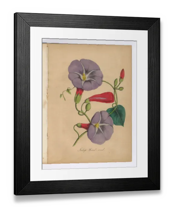 Framed Print : Bind Weed or Morning Glory Victorian Botanical Illustration Framed Print : Bind Weed or Morning Glory Victorian Botanical Illustration