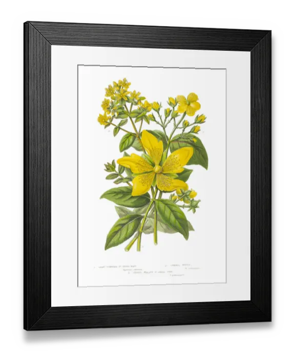 Framed Print : Victorian Botanical Illustration of St. Johns Wort Framed Print : Victorian Botanical Illustration of St. Johns Wort
