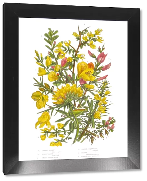 Furze, Green Weed, Harrow and Vetch Victorian Botanical Illustration