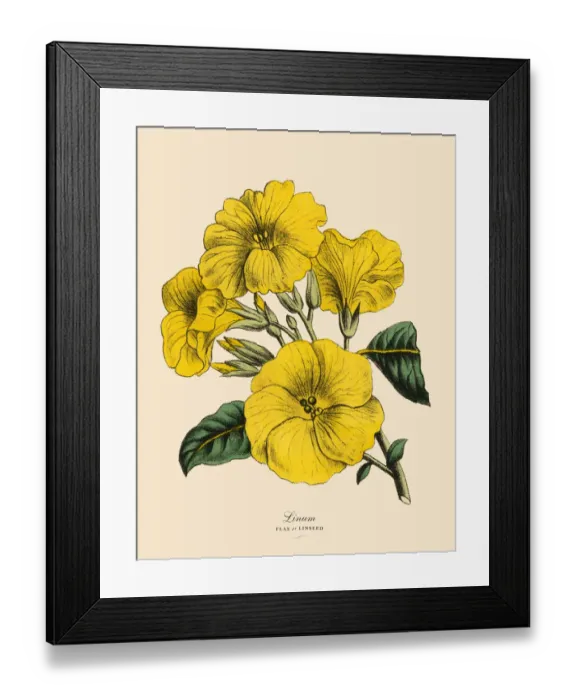 Framed Print : Linum or Flax and Linseed Plant, Victorian Botanical Illustration Framed Print : Linum or Flax and Linseed Plant, Victorian Botanical Illustration