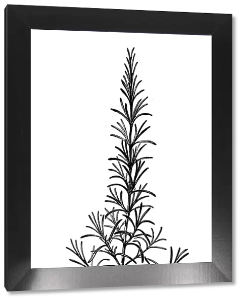Antique illustration of Rosmarinus officinalis (rosemary)