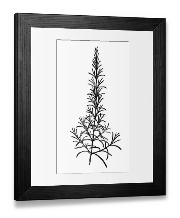 Framed Print : Antique illustration of Rosmarinus officinalis (rosemary) Framed Print : Antique illustration of Rosmarinus officinalis (rosemary)