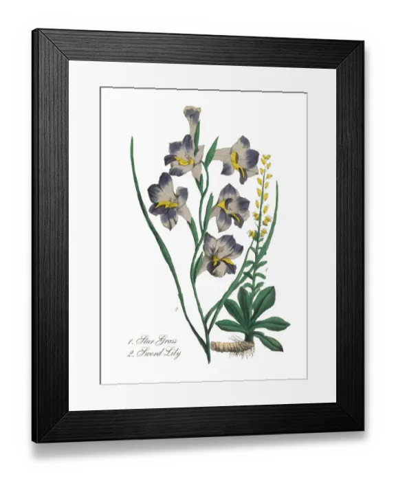 Framed Print : Victorian Botanical Illustration of Star Grass and Sword Lily Framed Print : Victorian Botanical Illustration of Star Grass and Sword Lily