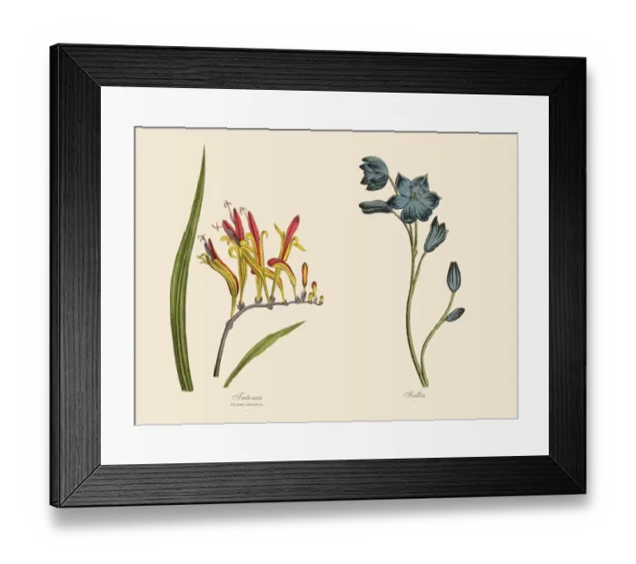 Framed Print : Victorian Botanical Illustration of Tritonia and Scillia Plants Framed Print : Victorian Botanical Illustration of Tritonia and Scillia Plants