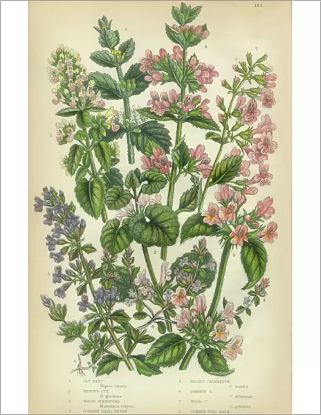 Catmint, Catnip, Ivy, Hoarhound, Calaminth, Thyme, Basil, Victorian Botanical Illustration