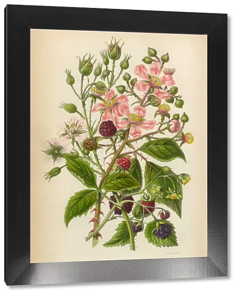 Raspberry Dewberry and Bramble, Victorian Botanical Illustration