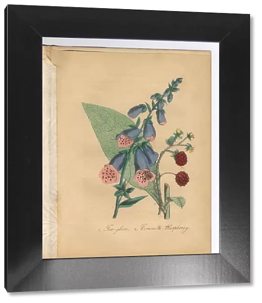 Foxglove, Digitalis, and Raspberry Victorian Botanical Illustration