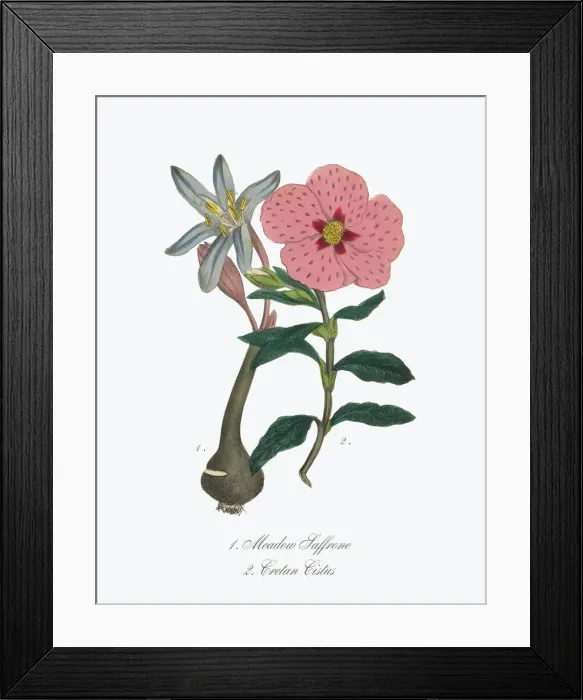 Framed Print : Victorian Botanical Illustration of Meadow Saffron or Cistus
