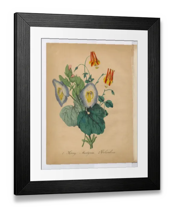 Framed Print : Columbine Victorian Botanical Illustration Framed Print : Columbine Victorian Botanical Illustration