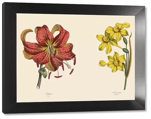 Fringeflower, Lily and Narcissus Plants, Victorian Botanical Illustration