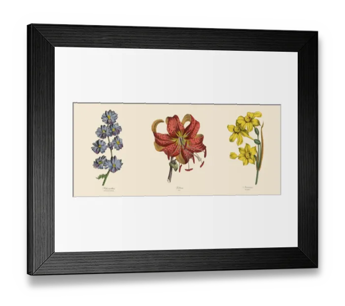 Framed Print : Fringeflower, Lily and Narcissus Plants, Victorian Botanical Illustration Framed Print : Fringeflower, Lily and Narcissus Plants, Victorian Botanical Illustration