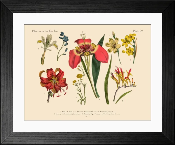 Framed Print : Exotic Flowers of the Garden, Victorian Botanical Illustration Framed Print : Exotic Flowers of the Garden, Victorian Botanical Illustration