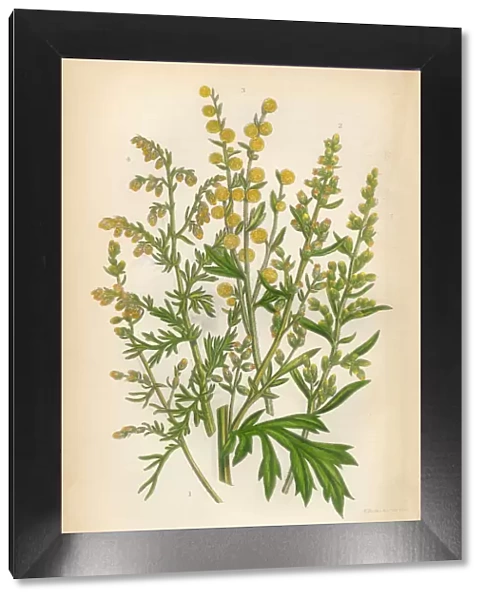 Sunflower, Southernwood, Mugwort, Wormwood, Victorian Botanical Illustration