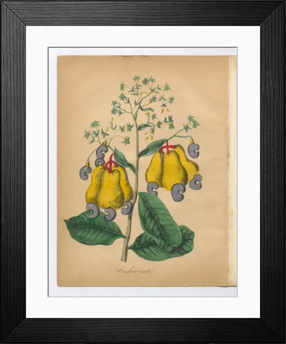 Framed Print : Cashew Nut Victorian Botanical Illustration Framed Print : Cashew Nut Victorian Botanical Illustration