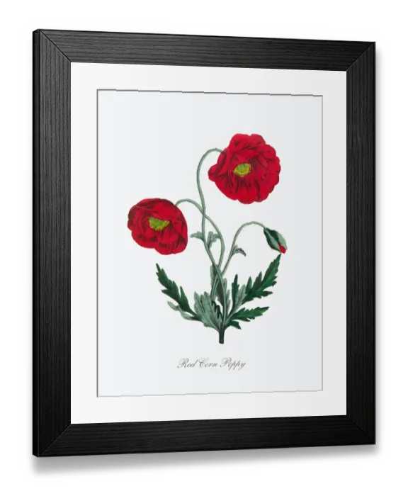 Framed Print : Victorian Botanical Illustration of Red Corn Poppy Framed Print : Victorian Botanical Illustration of Red Corn Poppy