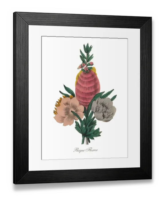 Framed Print : Handcolored Pasque Flower Victorian Botanical Illustration Framed Print : Handcolored Pasque Flower Victorian Botanical Illustration