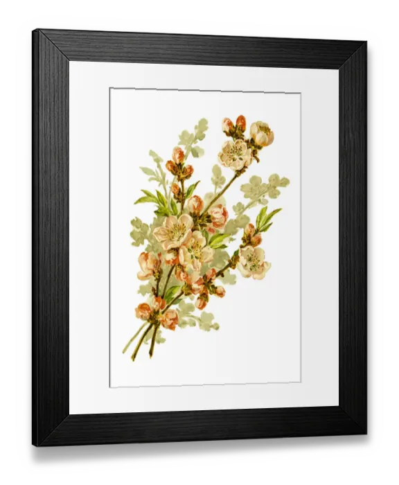Framed Print : Wild apple branch 19 century illustration Framed Print : Wild apple branch 19 century illustration