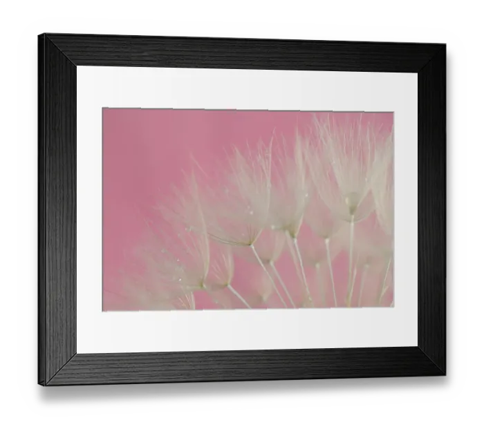 Framed Print : Tragopogon (big dandelion) Pink Background Framed Print : Tragopogon (big dandelion) Pink Background