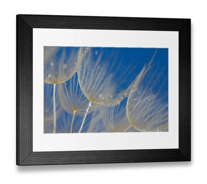Framed Print : Tragopogon (big dandelion) Blue Background Framed Print : Tragopogon (big dandelion) Blue Background