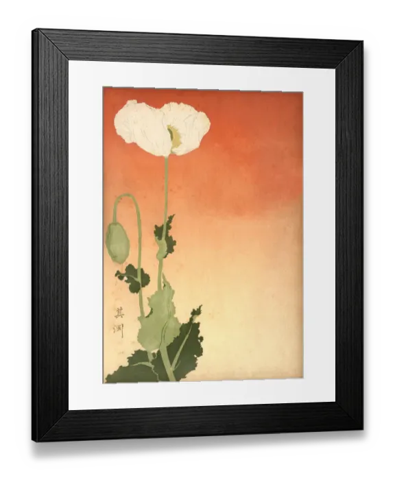 Framed Print : Japanese print of a white poppy, 19th Century Framed Print : Japanese print of a white poppy, 19th Century