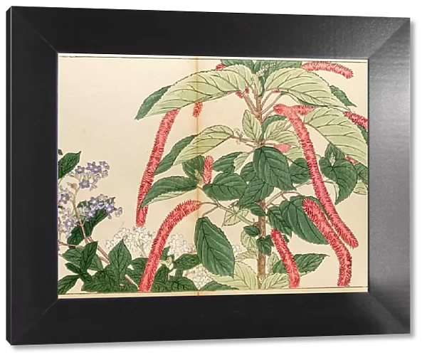 Roses japanese woodblock print