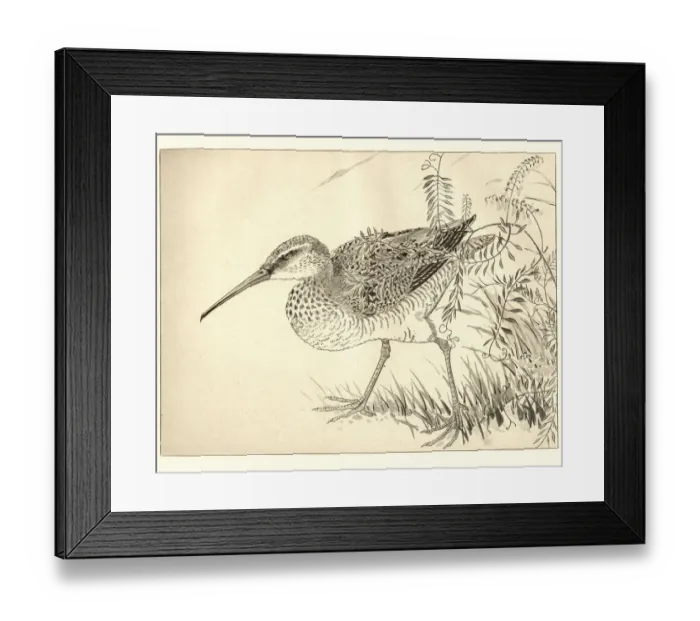 Framed Print : Japanese art, Study of a Wading bird, 19th Century Framed Print : Japanese art, Study of a Wading bird, 19th Century