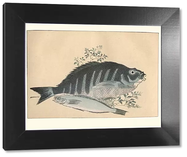 Japanese art, A stidy of fish by Utagawa Hiroshige