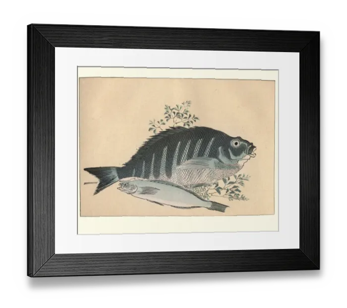 Framed Print : Japanese art, A stidy of fish by Utagawa Hiroshige Framed Print : Japanese art, A stidy of fish by Utagawa Hiroshige